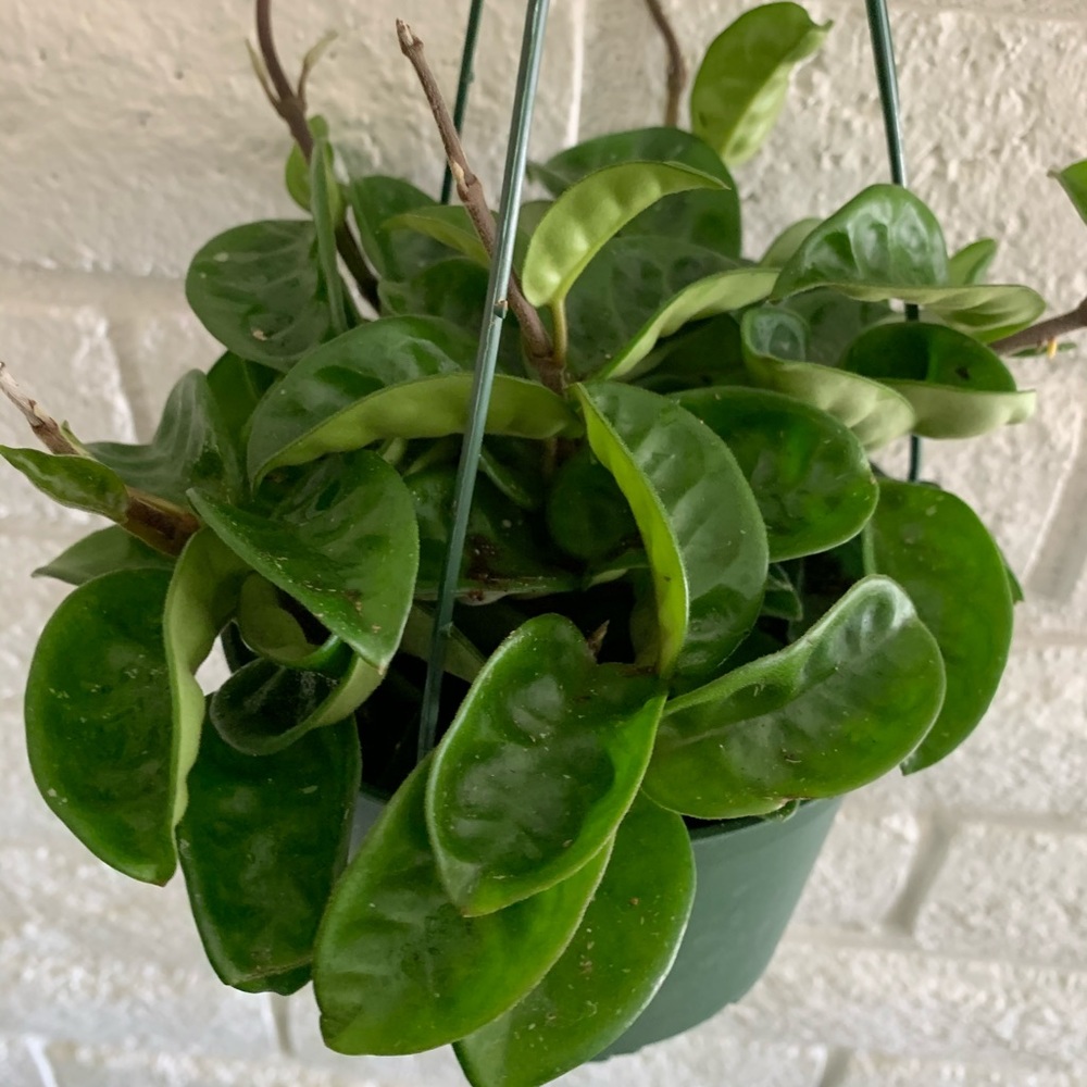 Hoya krinkle 8 in 6” hanging basket